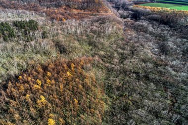 Hokkaido'da geç sonbaharda