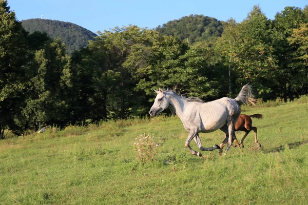 Caballo Carreras Hokkaido —  Fotos de Stock