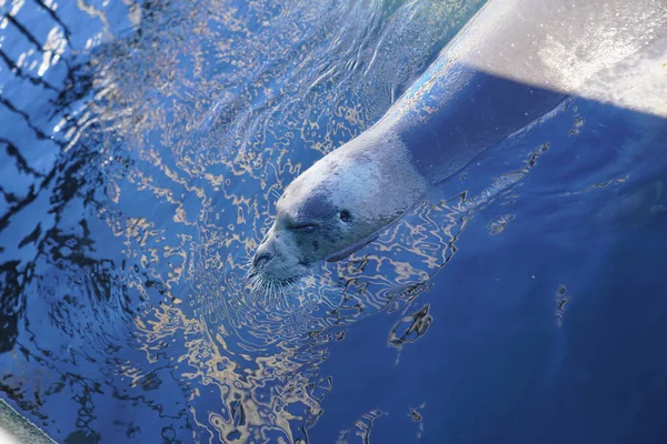 Foca Nadar Mar Hokkaido —  Fotos de Stock