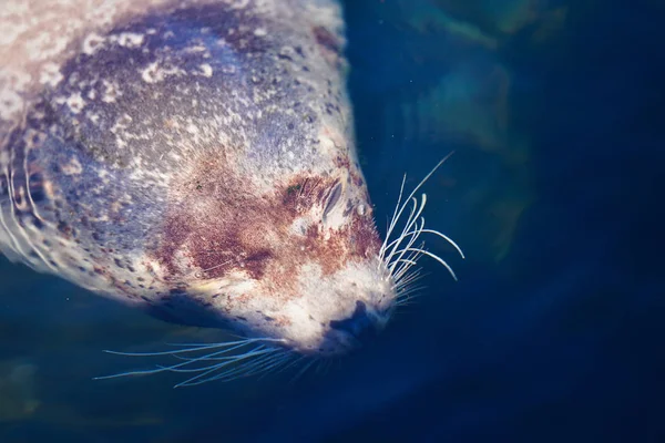 seal swim sea in hokkaido