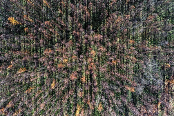 Hokkaido Çam Ağacı — Stok fotoğraf
