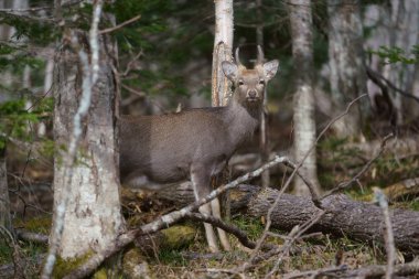 sonbahar ormandaki geyik