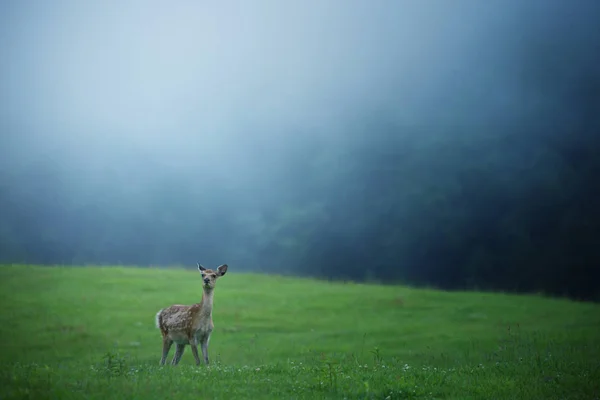 Cerfs Été Hokkaido — Photo