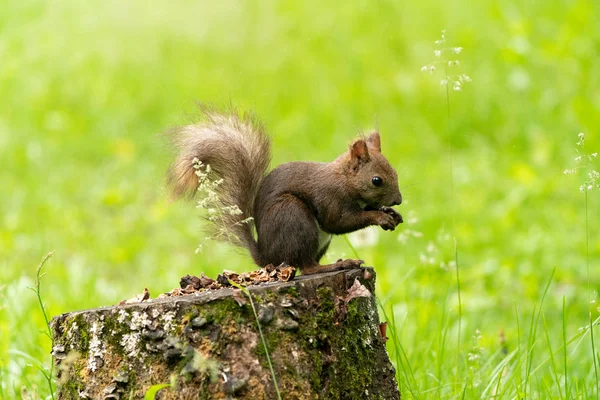 Esquilo Floresta — Fotografia de Stock