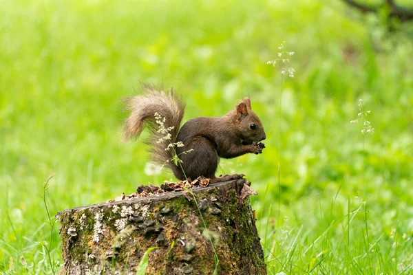 Esquilo Floresta — Fotografia de Stock