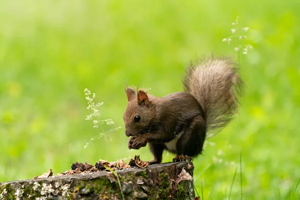 Ekorre Skogen — Stockfoto