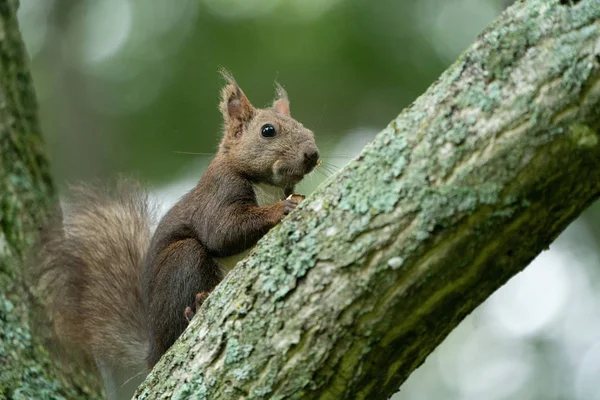 Esquilo Floresta — Fotografia de Stock