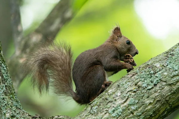 Eichhörnchen Wald — Stockfoto