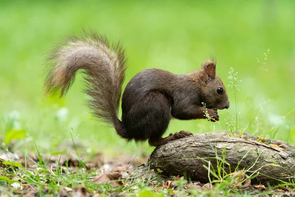 Ekorre Skogen — Stockfoto