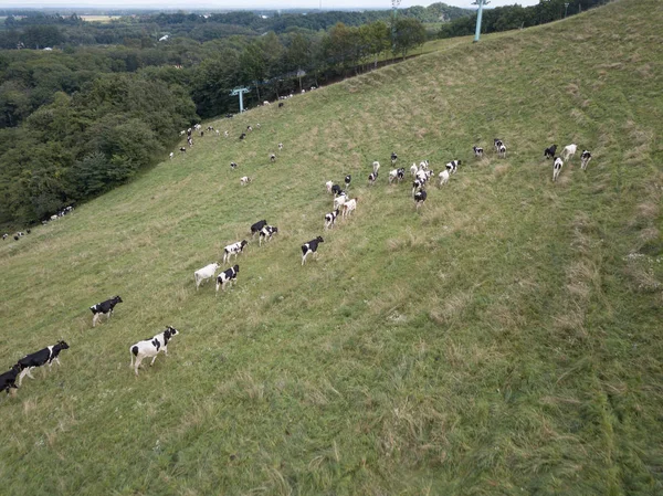 Cattle Aerial Photograph — Stock Photo, Image