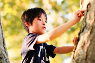 Hokkaido içinde tırmanma ağaç