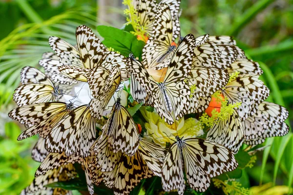 Reispapier Schmetterling Auf Iriomtoe Island — Stockfoto