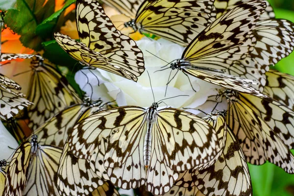 虹涉足岛上的米纸蝴蝶 — 图库照片