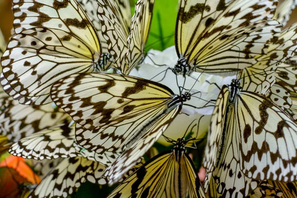 Reispapier Schmetterling Auf Iriomtoe Island — Stockfoto