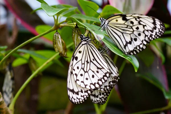 Reispapier Schmetterling Auf Iriomtoe Island — Stockfoto