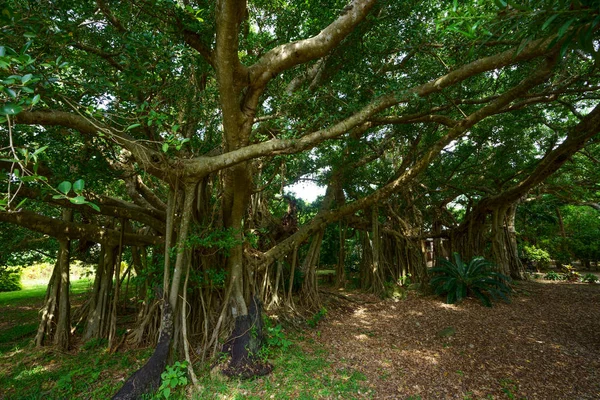 石垣島の大きなガジュマルの木 — ストック写真