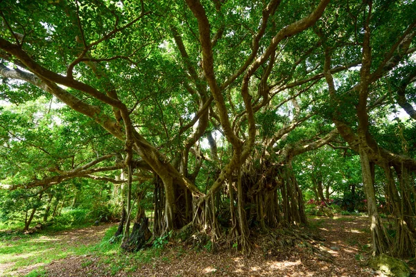 Árvore Banyan Grande Ilha Ishigaki — Fotografia de Stock