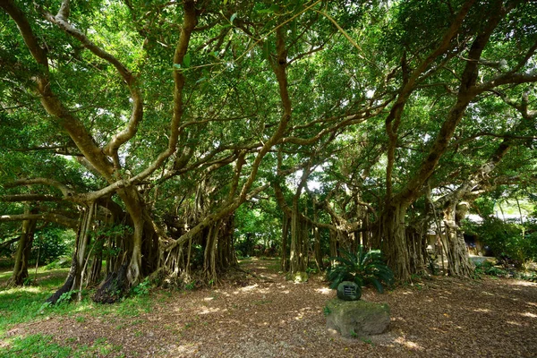 Велике Бананове Дерево Острові Ібігакі — стокове фото