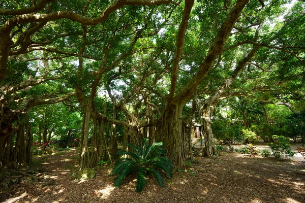 Gran Árbol Banyan Ishigaki Isla —  Fotos de Stock