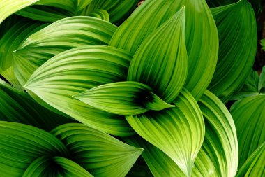 Yanlış Helleborine bahar hokkaido