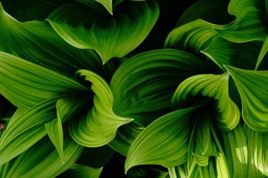 Yanlış Helleborine bahar hokkaido