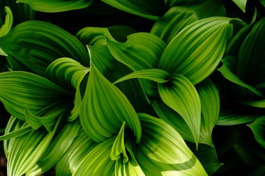 Yanlış Helleborine bahar hokkaido