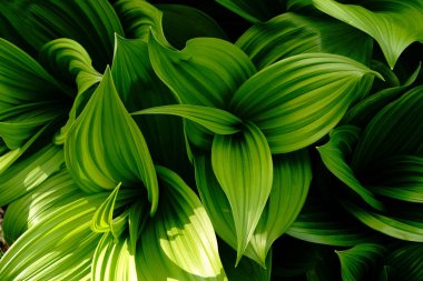 Yanlış Helleborine bahar hokkaido