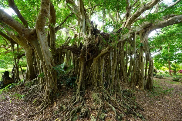 Großer Banyan Baum Auf Der Insel Ishigaki — Stockfoto