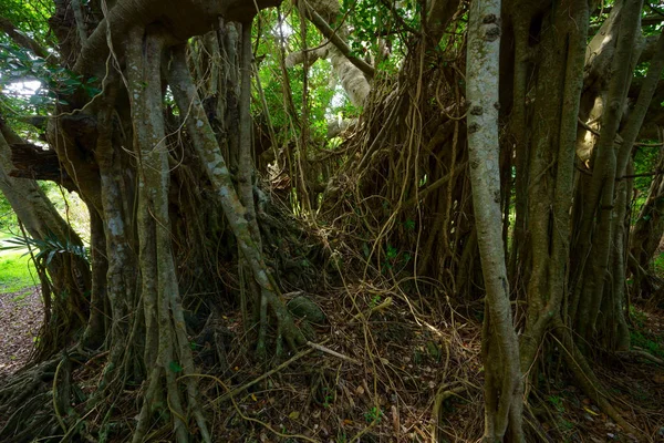 Big Banyan Tree Ishigaki Island — Stock Photo, Image