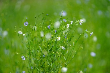 Yaz Hokkaido'da keten