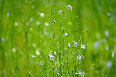 Yaz Hokkaido'da keten