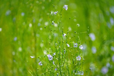 Yaz Hokkaido'da keten