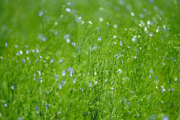 Vlas Zomer Hokkaido — Stockfoto