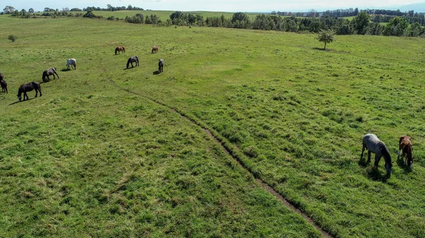 Horse Wide Pasture — Stock Photo, Image