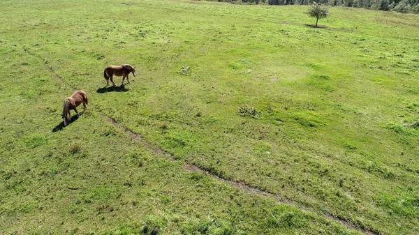 Horse Wide Pasture — Stock Photo, Image