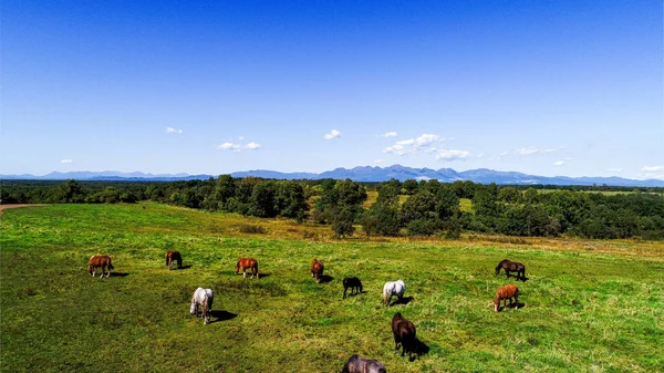 Pferd Auf Der Weide — Stockfoto