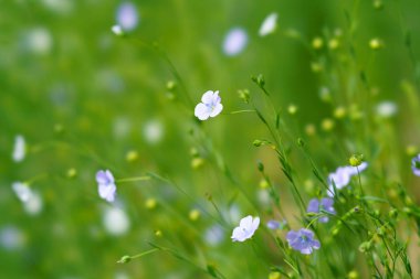 Yaz Hokkaido'da keten