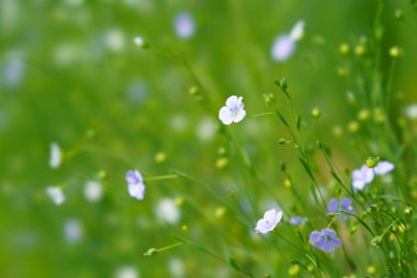 Yaz Hokkaido'da keten