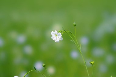 Yaz Hokkaido'da keten