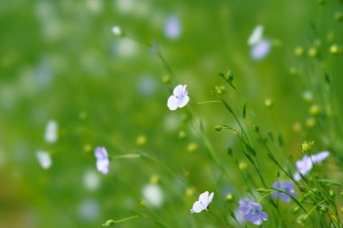 Yaz Hokkaido'da keten