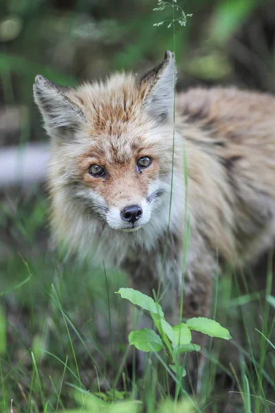 Fox Las Lato — Zdjęcie stockowe