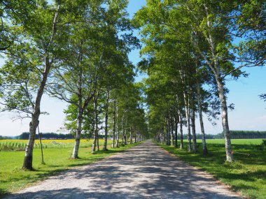 hokkaido sokakta ağaç