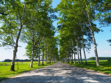 hokkaido sokakta ağaç