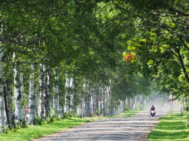 hokkaido sokakta ağaç