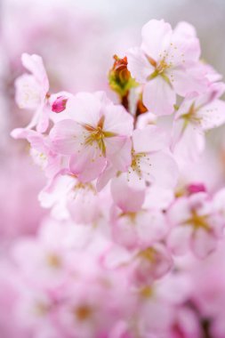 İlkbaharda kiraz çiçekleri