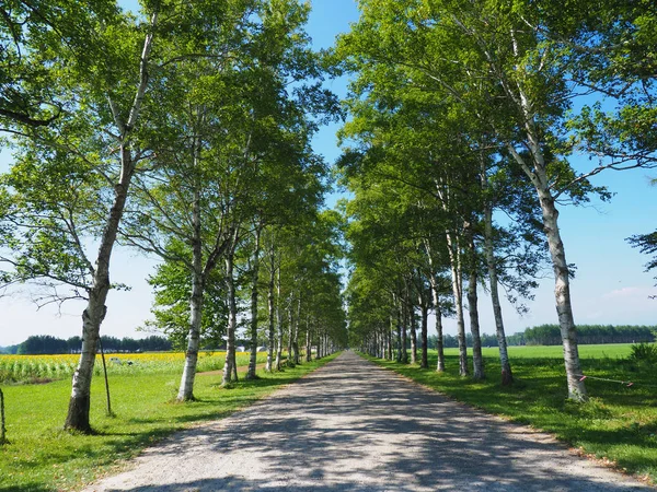 hokkaido sokakta ağaç