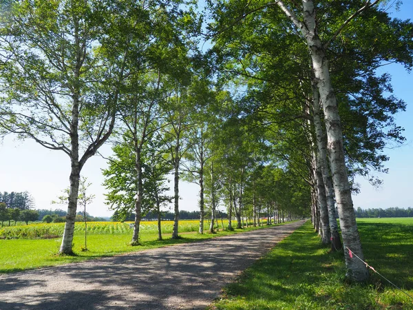 Árvore Forrada Rua Hokkaido — Fotografia de Stock