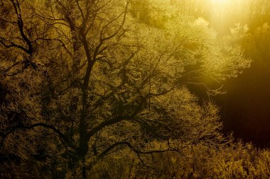 sabah erken ağacında kapsamındaki frost