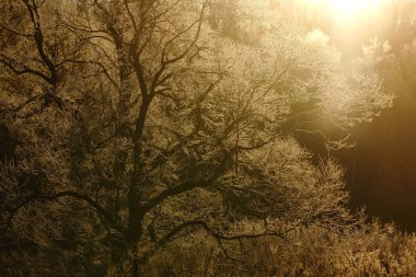 sabah erken ağacında kapsamındaki frost