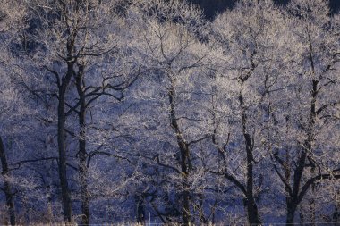 sabah erken ağacında kapsamındaki frost